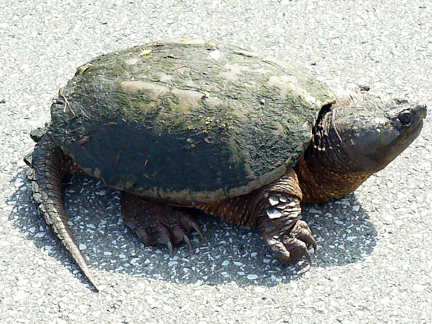 turtle-slow-steady
