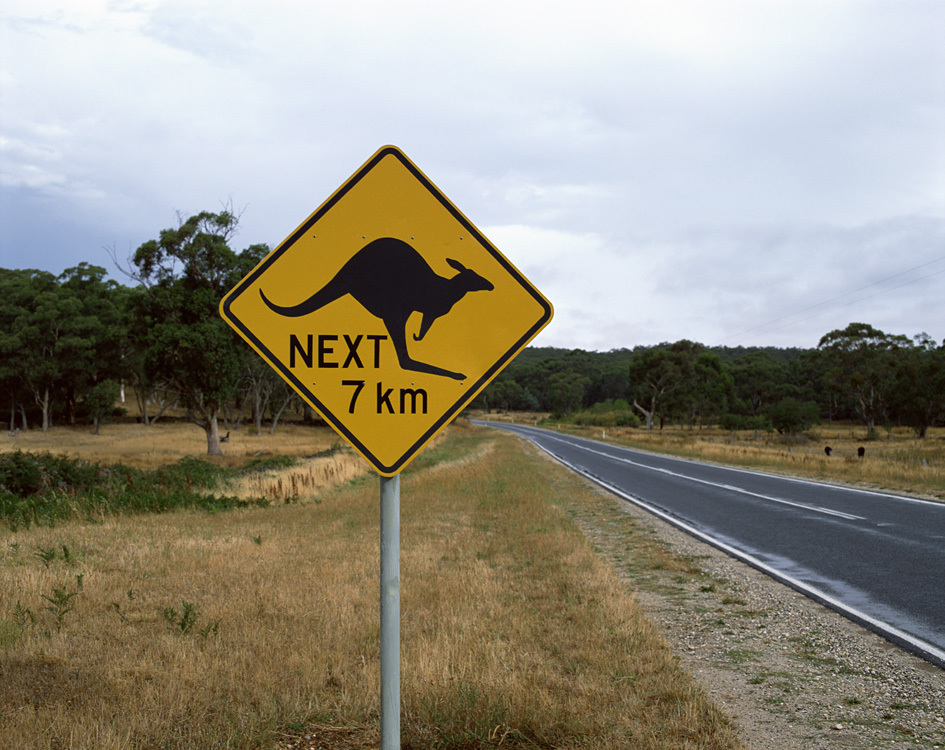 Kangaroo's Ahead!