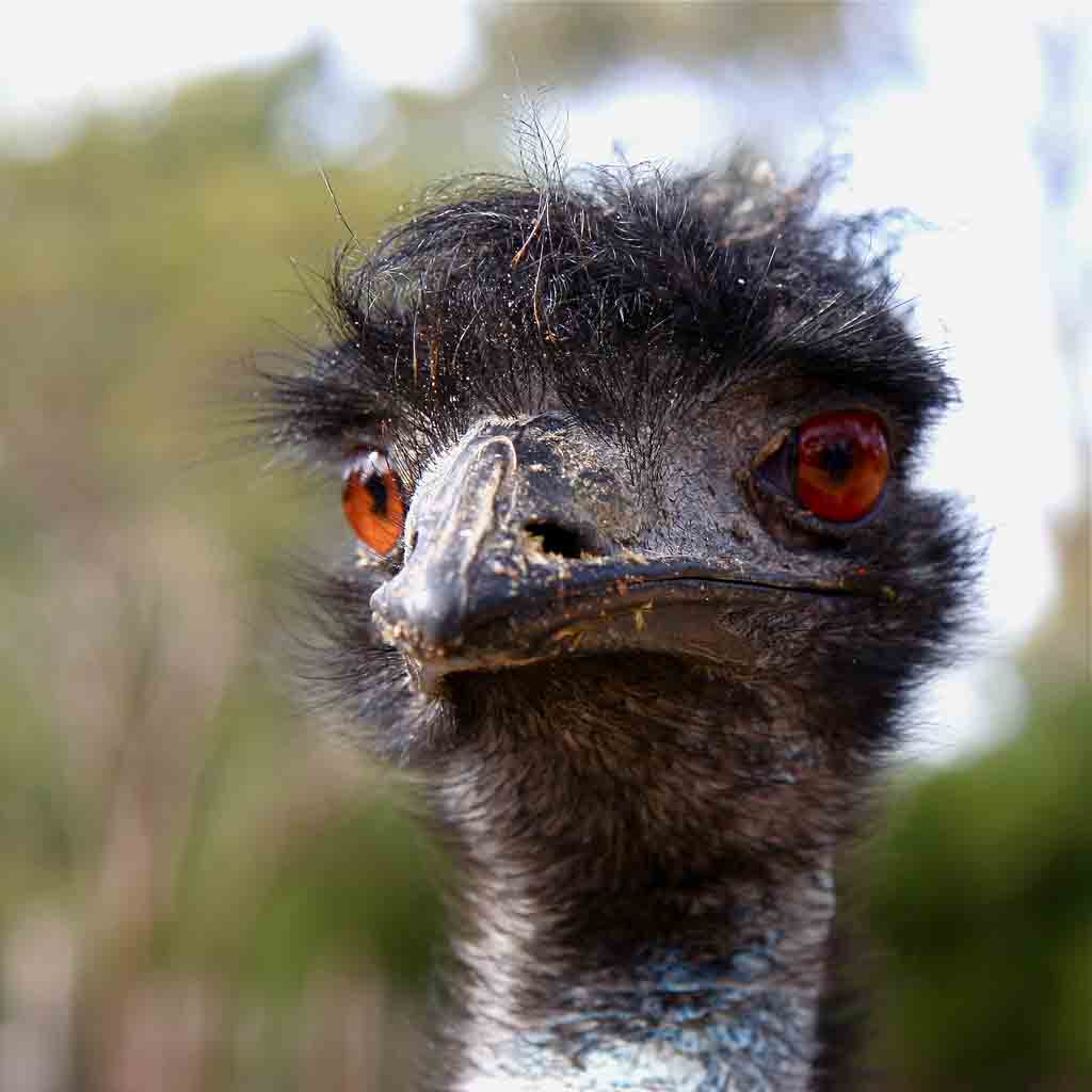 Killer Emu!