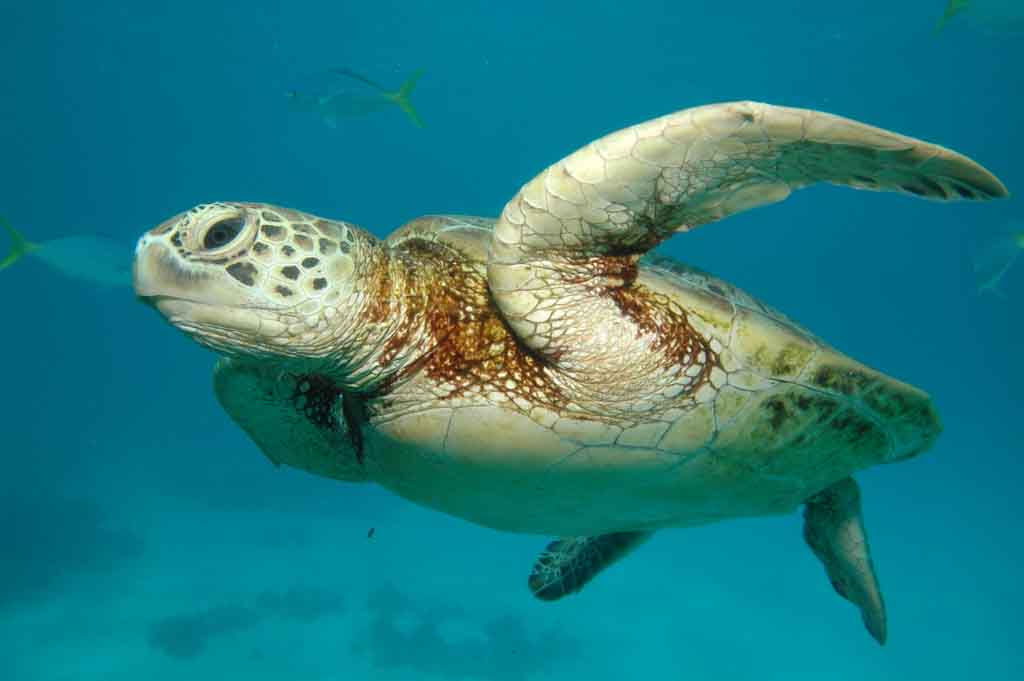 Great Barrier Reef