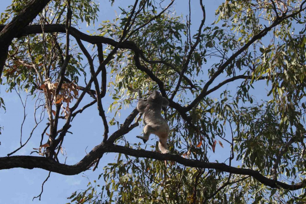 Koala!